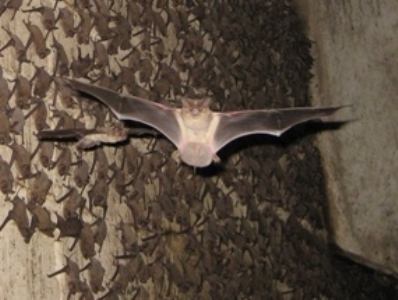 Mexican Free-Tailed Bat Flying